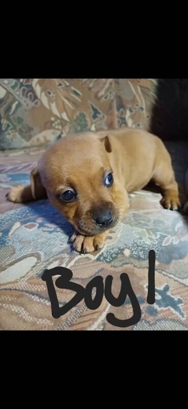 Staffy pups 5 Girls remaining