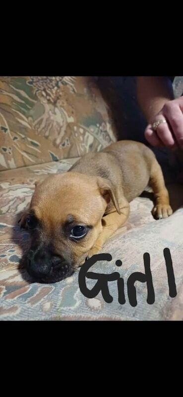 Staffy pups 5 Girls remaining - Image 2 of 5