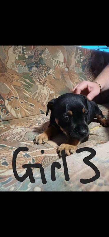 Staffy pups 5 Girls remaining - Image 4 of 5