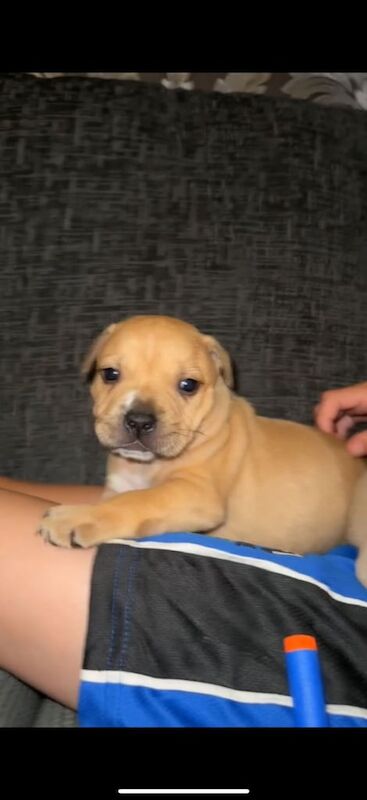 Staffordshire Bull Terrier Puppies For Sale Under £1,000