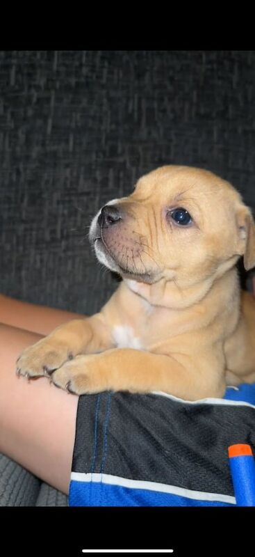Staffordshire Bull Terrier puppies for sale in Dunmurry, County Antrim – 6 weeks old - Image 2 of 3