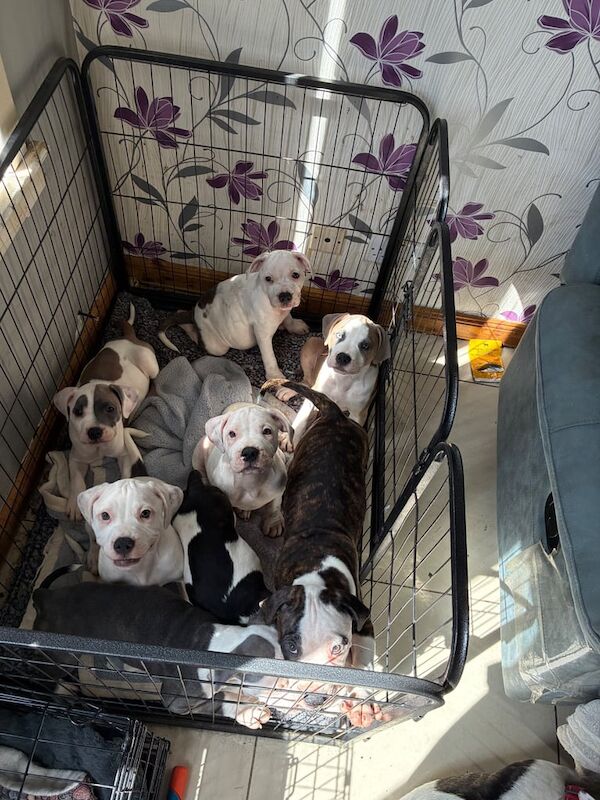 Staffordshire Bull Terrier puppies for sale in Kirkcaldy, Fife – 11 weeks old