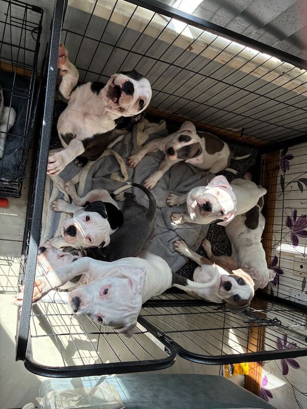 Staffordshire Bull Terrier puppies for sale in Kirkcaldy, Fife – 11 weeks old - Image 2 of 3