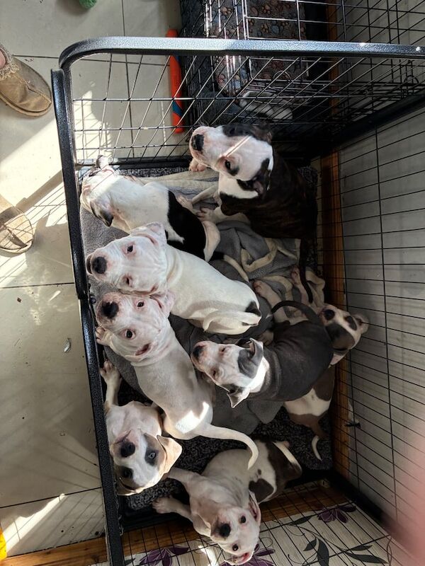 Staffordshire Bull Terrier puppies for sale in Kirkcaldy, Fife – 11 weeks old - Image 3 of 3