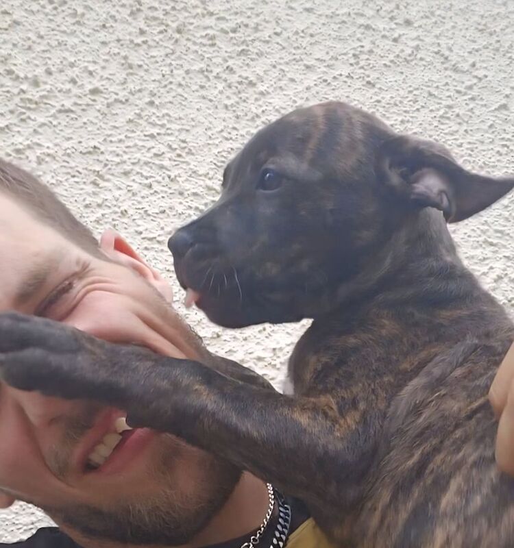 Staffordshire Bull Terrier puppies for sale in Pembroke Dock / Doc Penfro, Dyfed – 11 weeks old