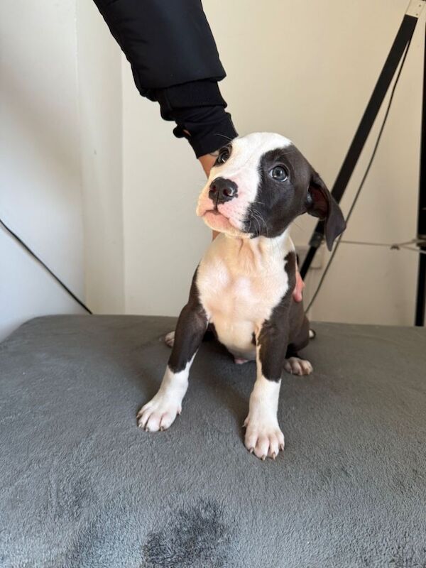Staffordshire Bull Terrier puppies for sale in Houghton-le-Spring, Tyne and Wear – 9 weeks old