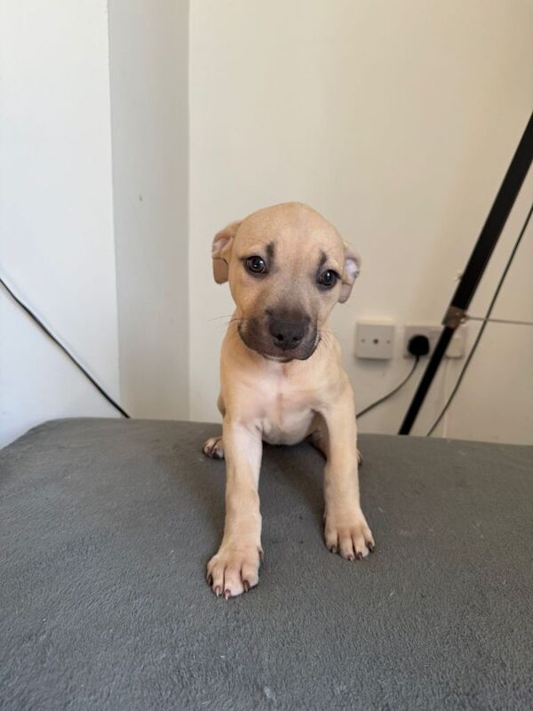 Staffordshire Bull Terrier puppies for sale in Houghton-le-Spring, Tyne and Wear – 9 weeks old - Image 2 of 5