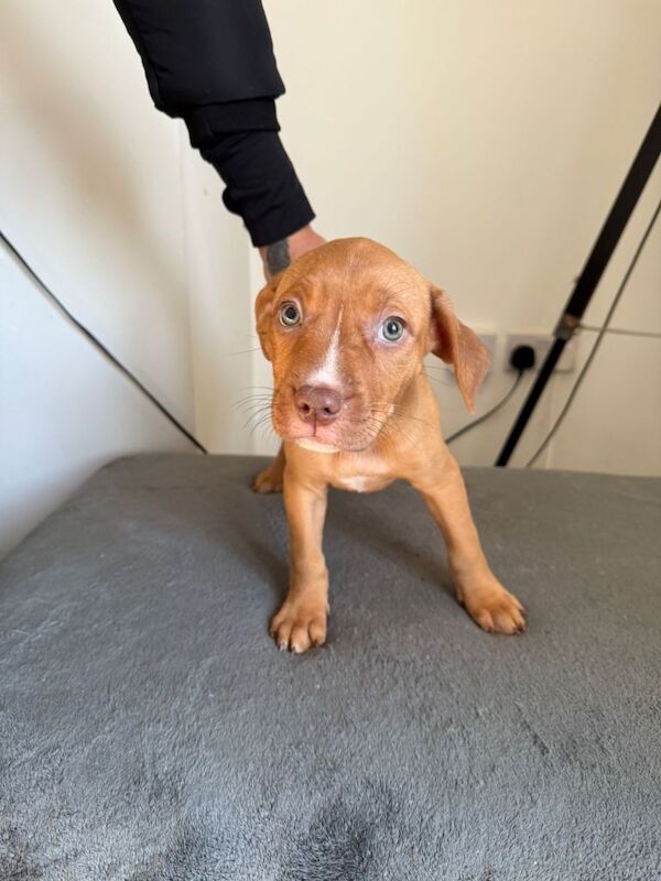 Staffordshire Bull Terrier puppies for sale in Houghton-le-Spring, Tyne and Wear – 9 weeks old - Image 3 of 5