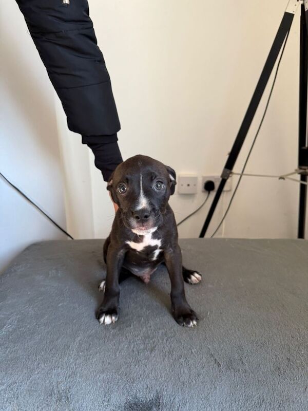 Staffordshire Bull Terrier puppies for sale in Houghton-le-Spring, Tyne and Wear – 9 weeks old - Image 4 of 5