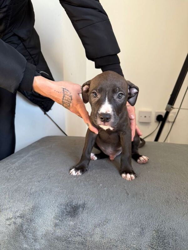 Staffordshire Bull Terrier puppies for sale in Houghton-le-Spring, Tyne and Wear – 9 weeks old - Image 5 of 5