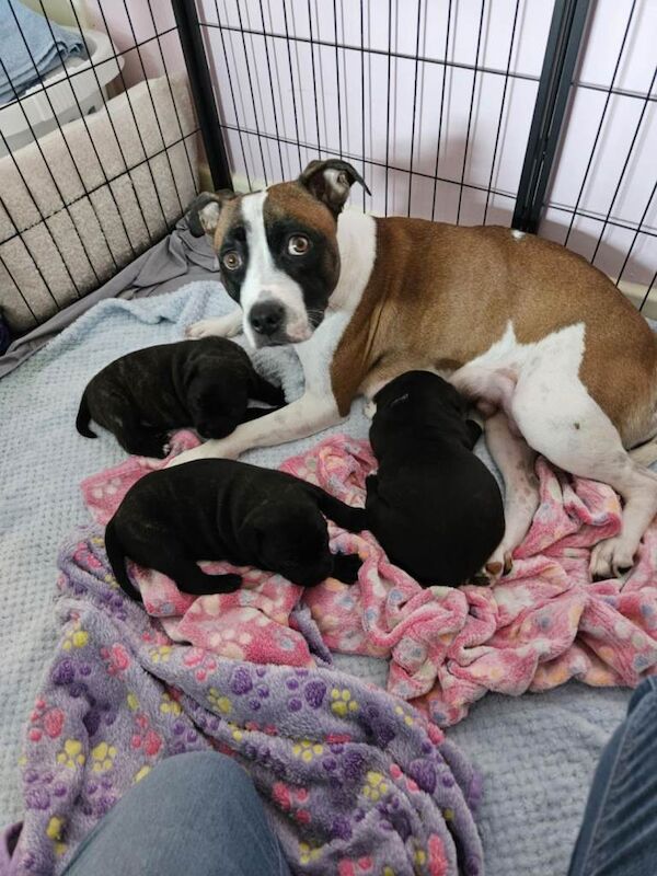 Blue Staffordshire Bull Terrier Puppies For Sale