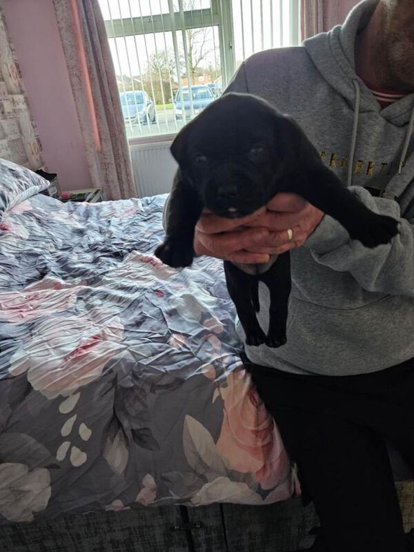 Staffordshire Bull Terrier puppies for sale in Gainsborough, Lincolnshire – 3 weeks old - Image 2 of 4