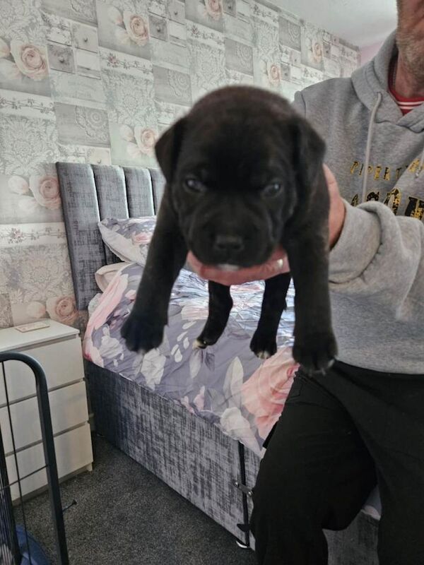 Staffordshire Bull Terrier puppies for sale in Gainsborough, Lincolnshire – 3 weeks old - Image 3 of 4