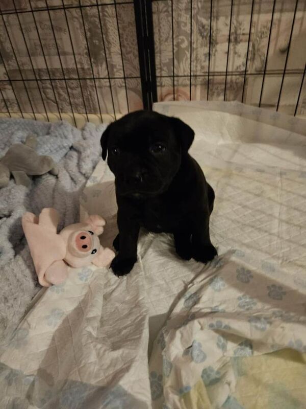 Staffordshire Bull Terrier puppies for sale in Gainsborough, Lincolnshire – 3 weeks old - Image 4 of 4