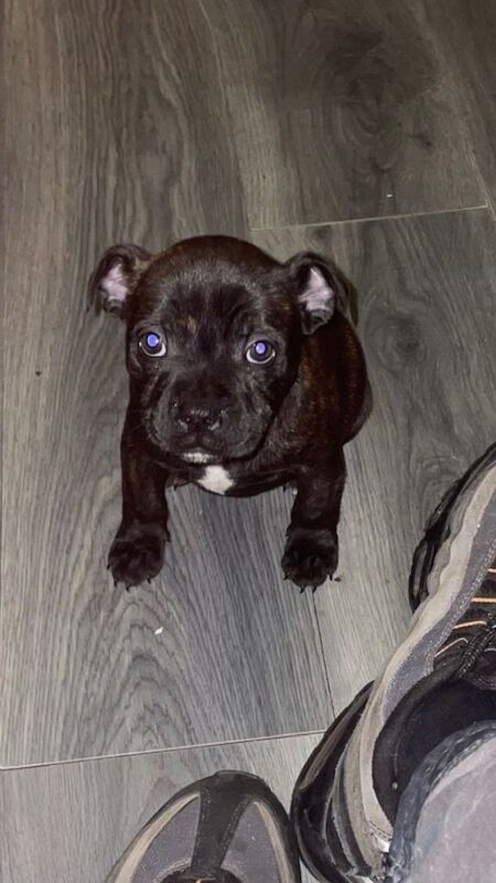 Staffordshire Bull Terrier puppies for sale in Dunmurry, County Antrim – 8 weeks old - Image 2 of 3