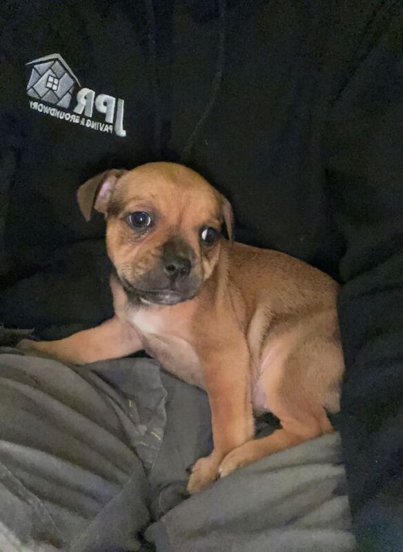 Staffordshire Bull Terrier puppies for sale in Dunmurry, County Antrim – 8 weeks old - Image 3 of 3