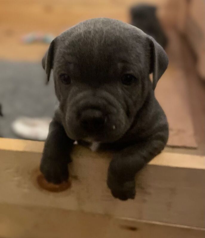 Staffordshire Bull Terrier puppies for sale in Lisburn, County Down – 4 weeks old