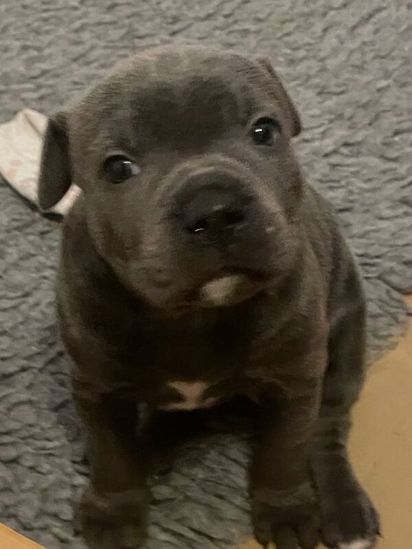 Staffy pups - Image 2 of 4