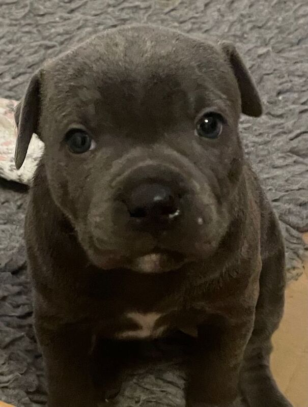 Staffy pups - Image 3 of 4
