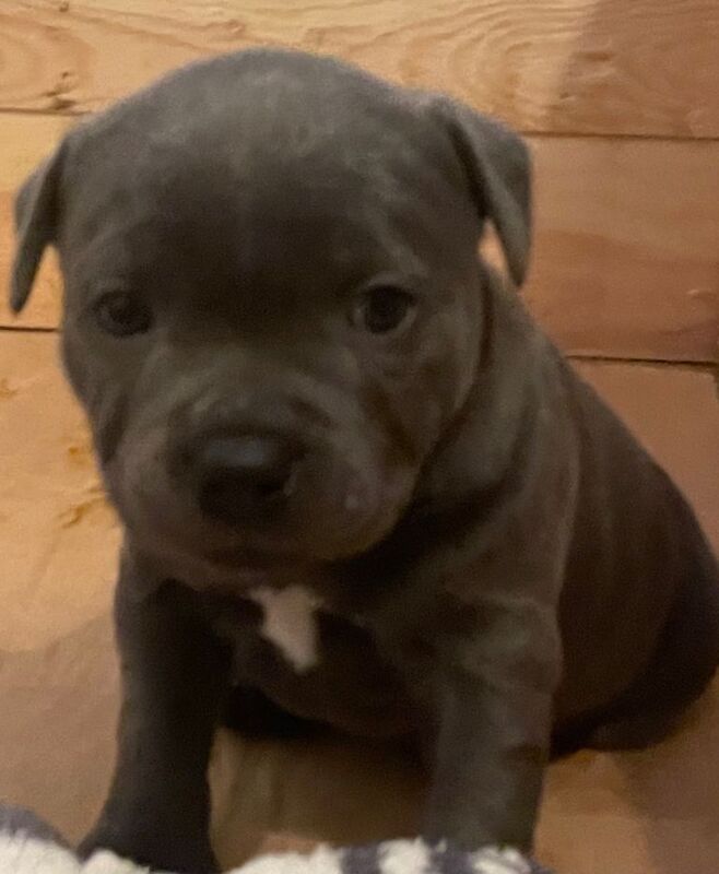 Staffy pups - Image 4 of 4