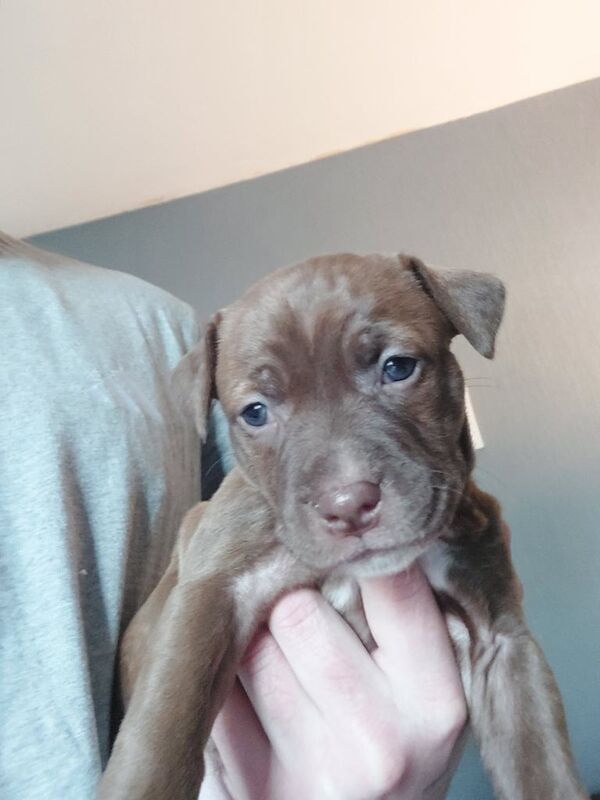 Staffordshire Bull Terrier puppies for sale in Bannockburn, Stirling and Falkirk – 4 weeks old