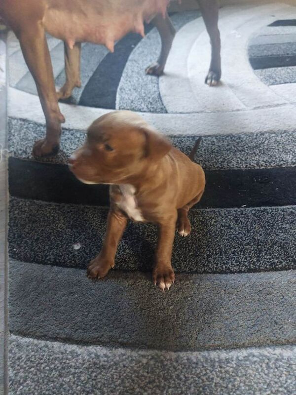 Staffordshire Bull Terrier puppies for sale in Bannockburn, Stirling And Falkirk – 6 weeks old - Image 2 of 3