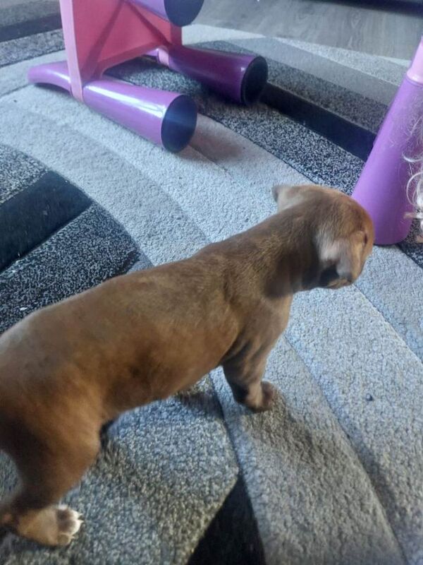 Staffordshire Bull Terrier puppies for sale in Bannockburn, Stirling And Falkirk – 6 weeks old - Image 3 of 3