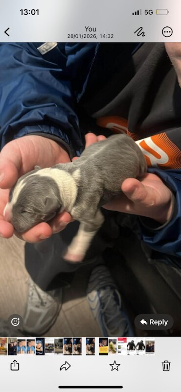 Staffy pups