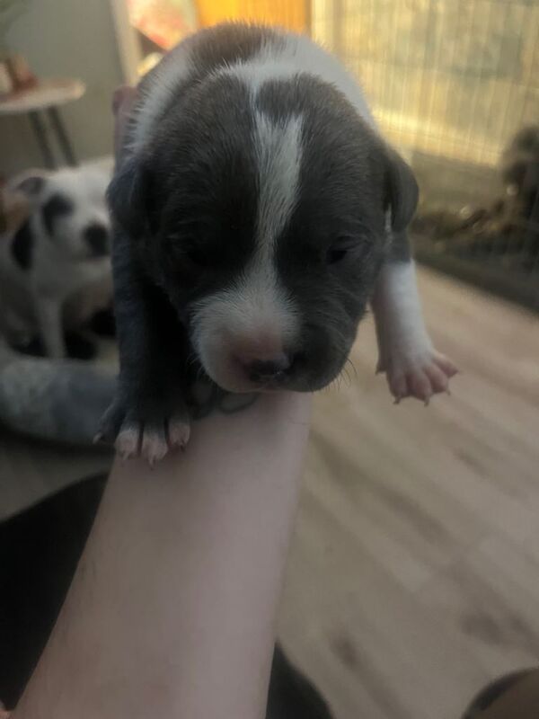 Staffy pups - Image 2 of 6