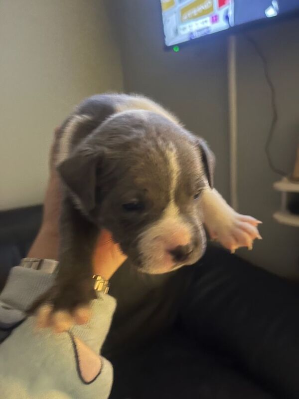 Staffy pups - Image 3 of 6