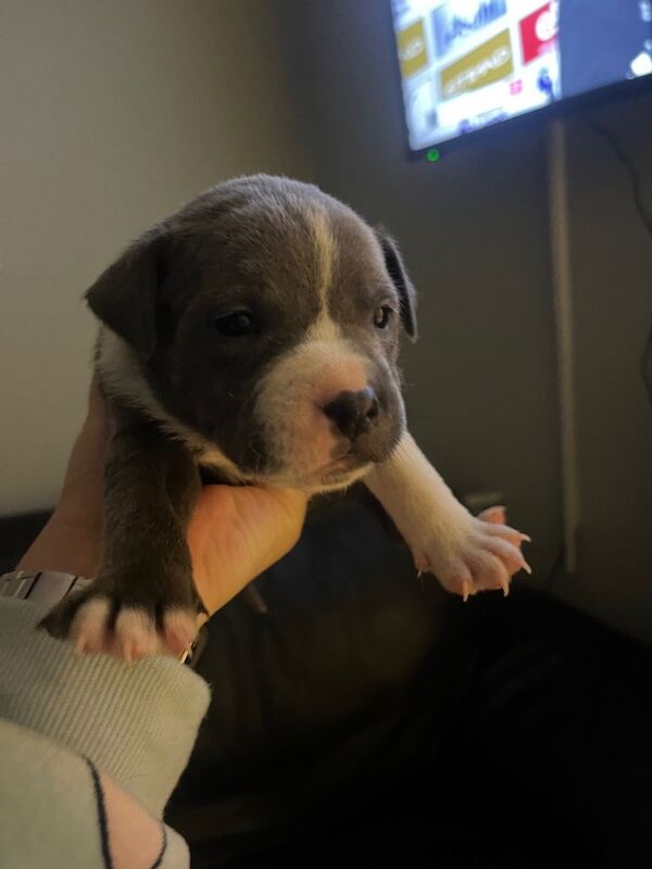 Staffy pups - Image 4 of 6
