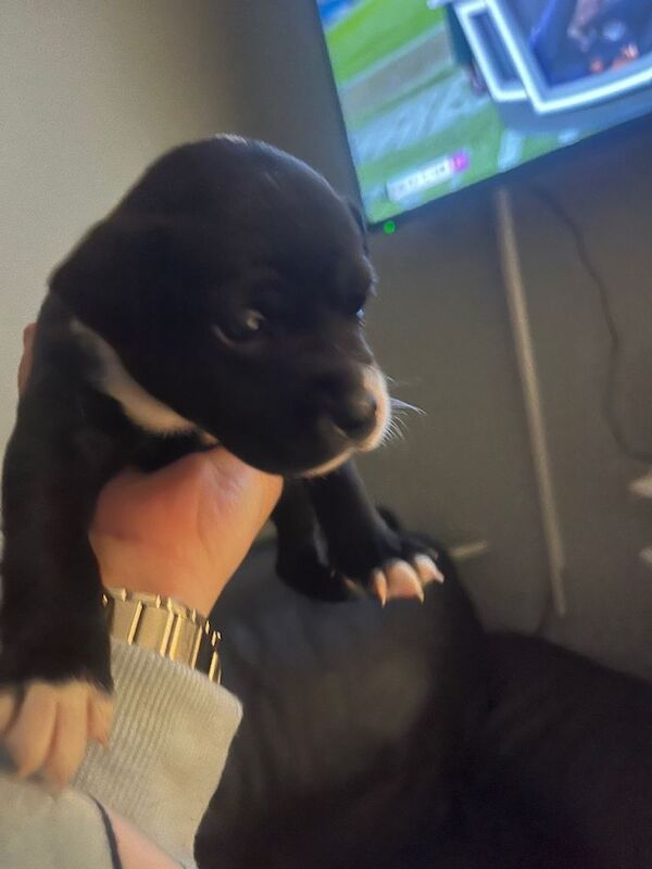 Staffy pups - Image 5 of 6