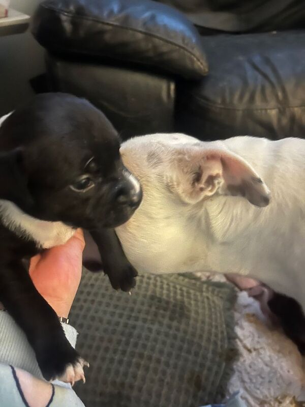 Staffy pups - Image 6 of 6