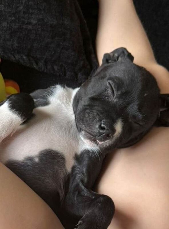 Staffordshire Bull Terrier Puppies For Sale Under £1,000
