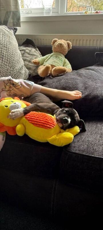 Staffy pups - Image 2 of 4