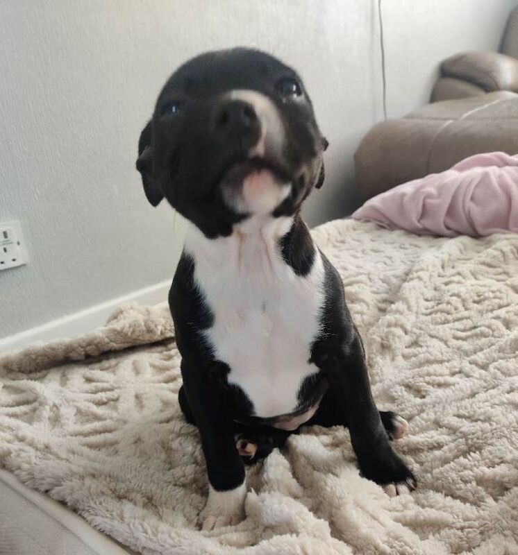 Staffy pups - Image 3 of 4