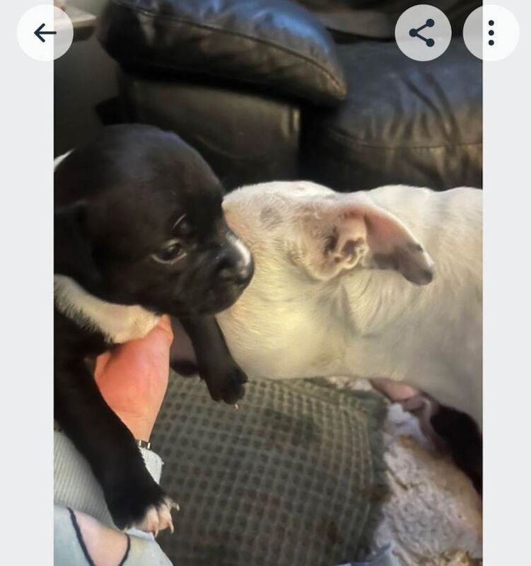 Staffy pups - Image 4 of 4
