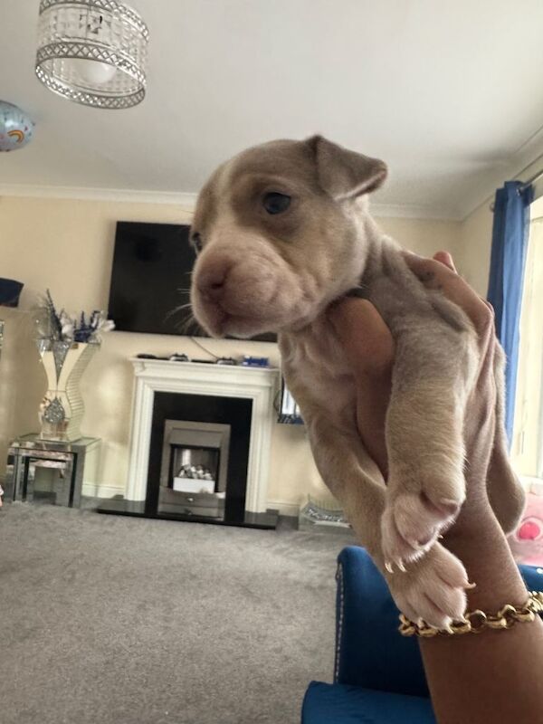 staffy pups