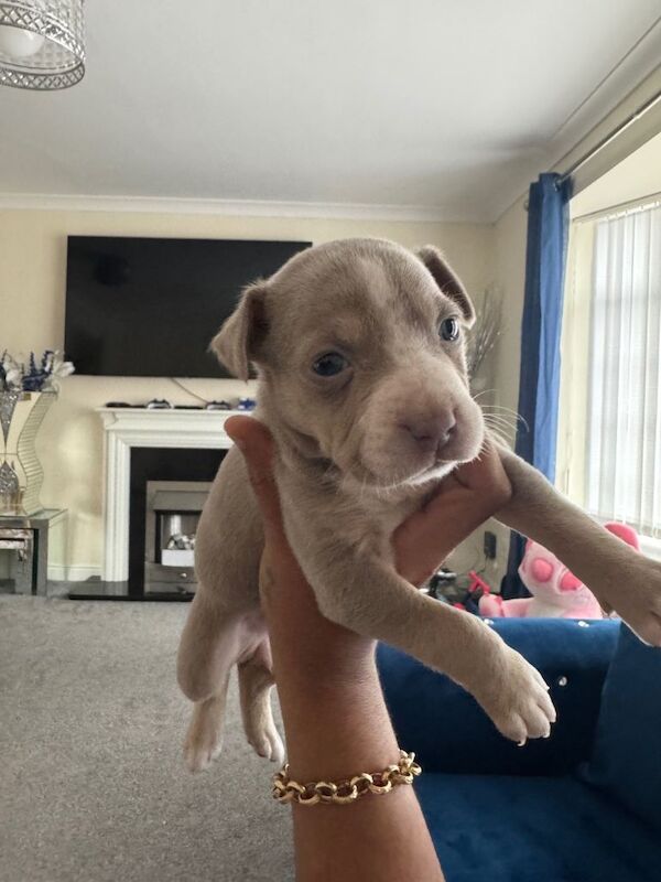 staffy pups - Image 2 of 3