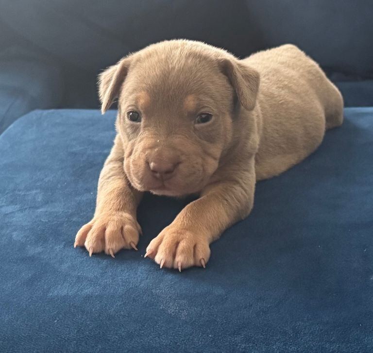 staffy pups - Image 3 of 3