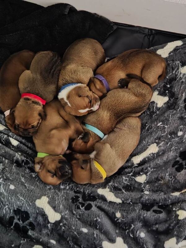 Kennel Club Registered Staffordshire Bull Terrier Puppies For Sale