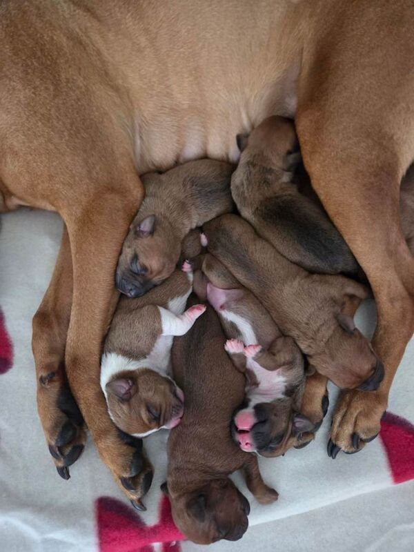 Staffy pups. - Image 2 of 5