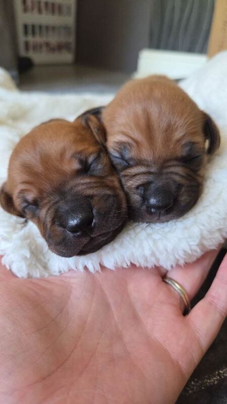 Staffy pups. - Image 3 of 5