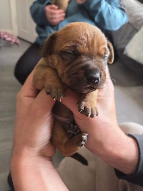 Staffy pups. - Image 4 of 5