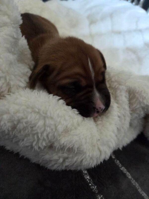 Staffy pups. - Image 5 of 5