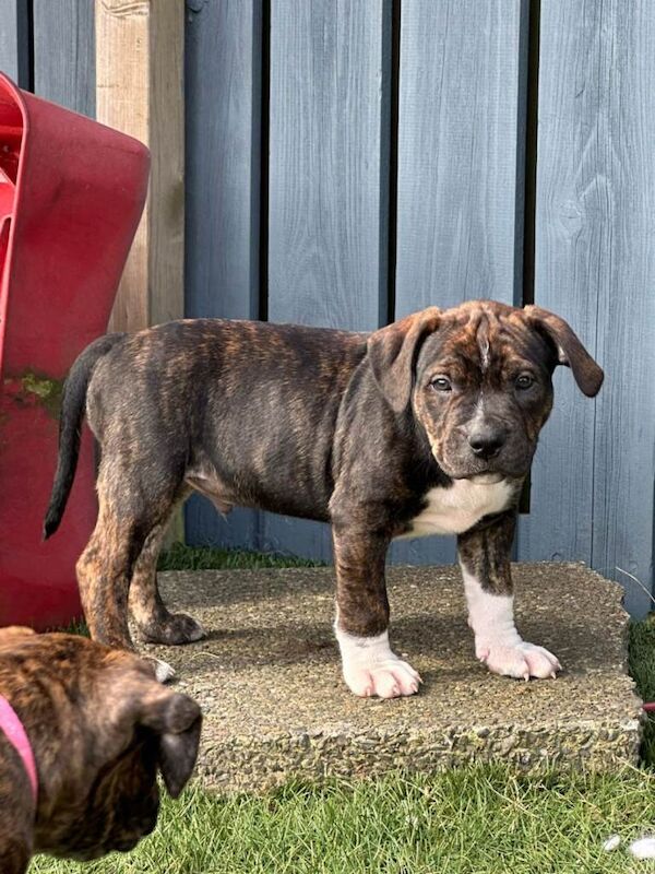 Staffy Pups