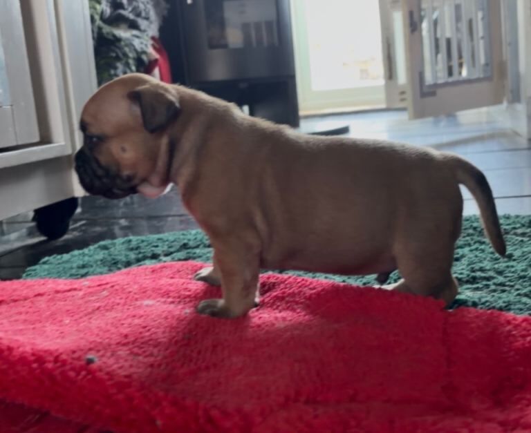 Staffy pups
