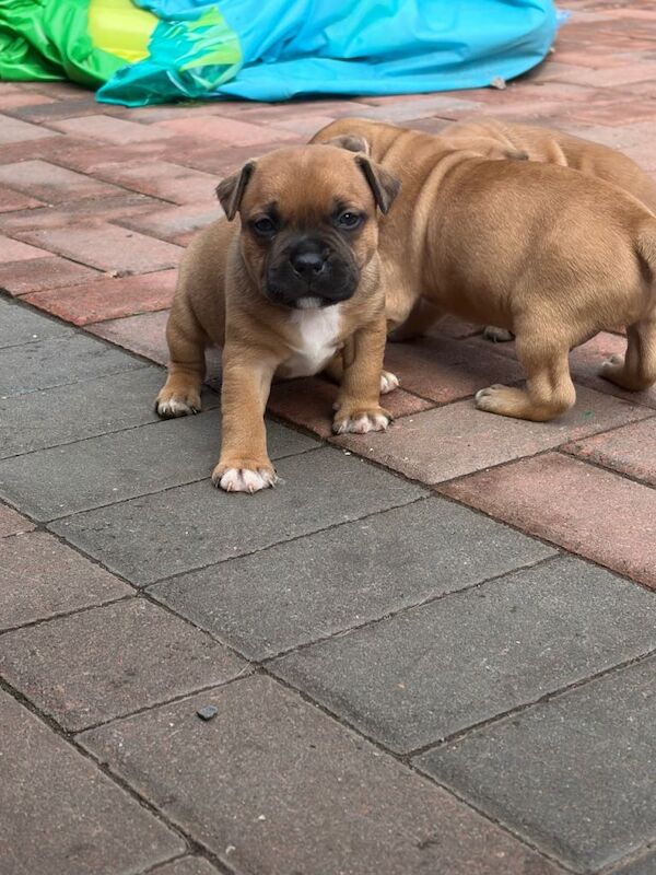 Staffy pups - Image 2 of 5