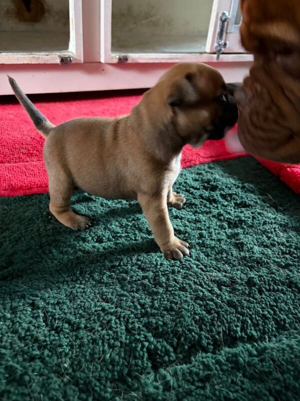 Staffy pups - Image 3 of 5
