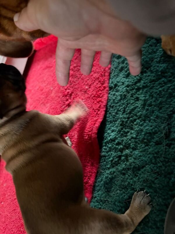 Staffy pups - Image 4 of 5